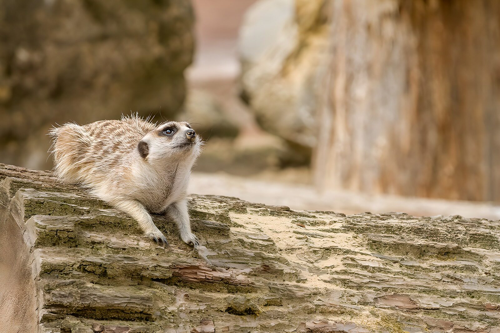 TPFR70271: Suricate curieux sur une bûche