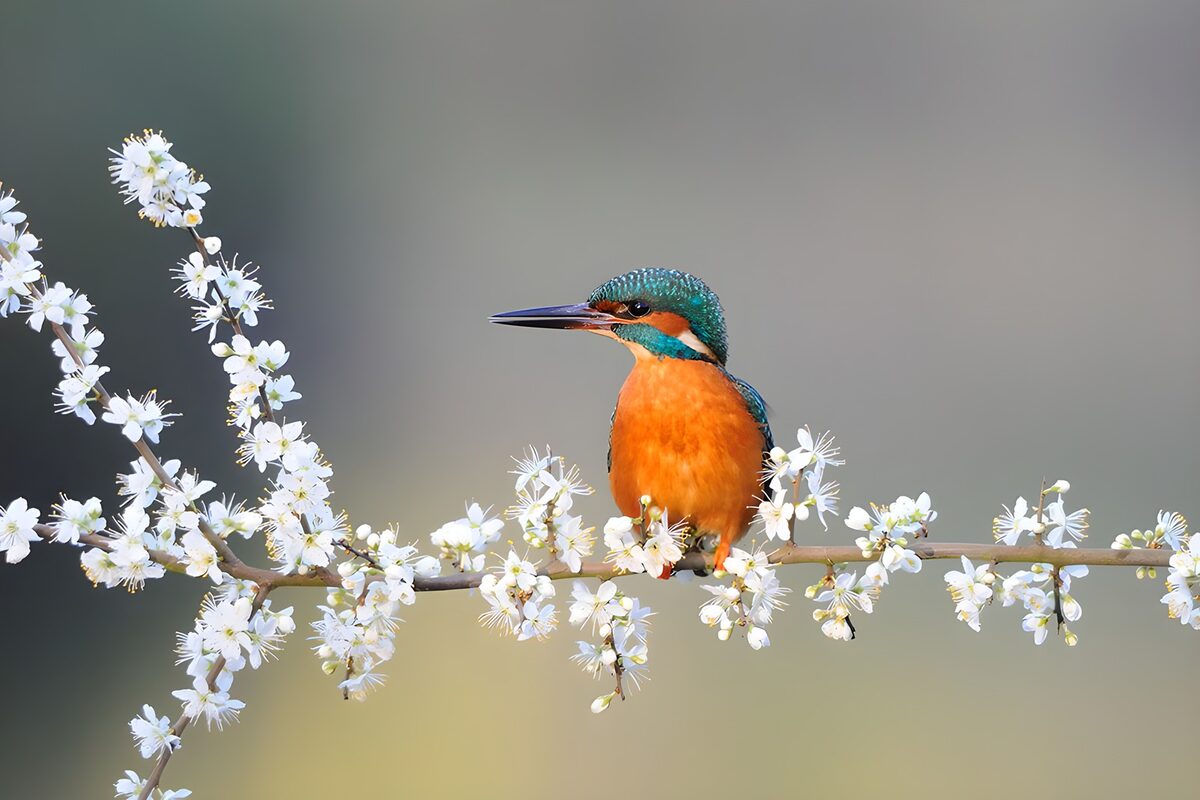 Un roi des rivières parmi les fleurs