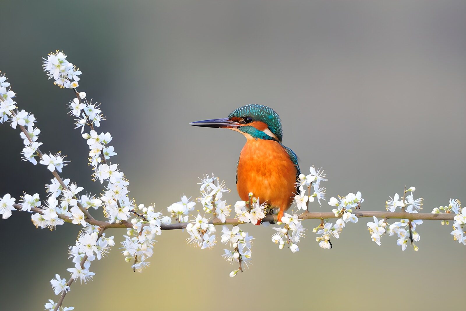 TPFR16339: Un roi des rivières parmi les fleurs