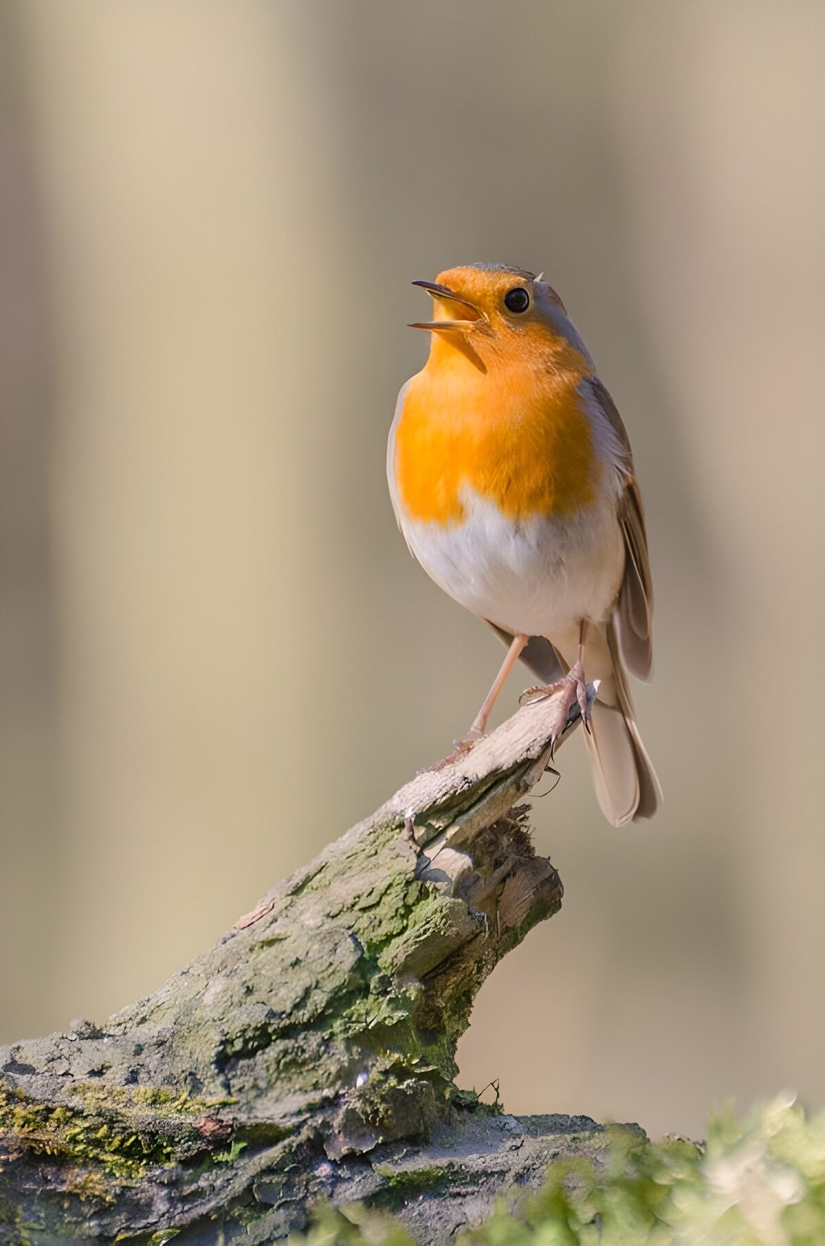 Rouge-gorge en chantant sur une branche