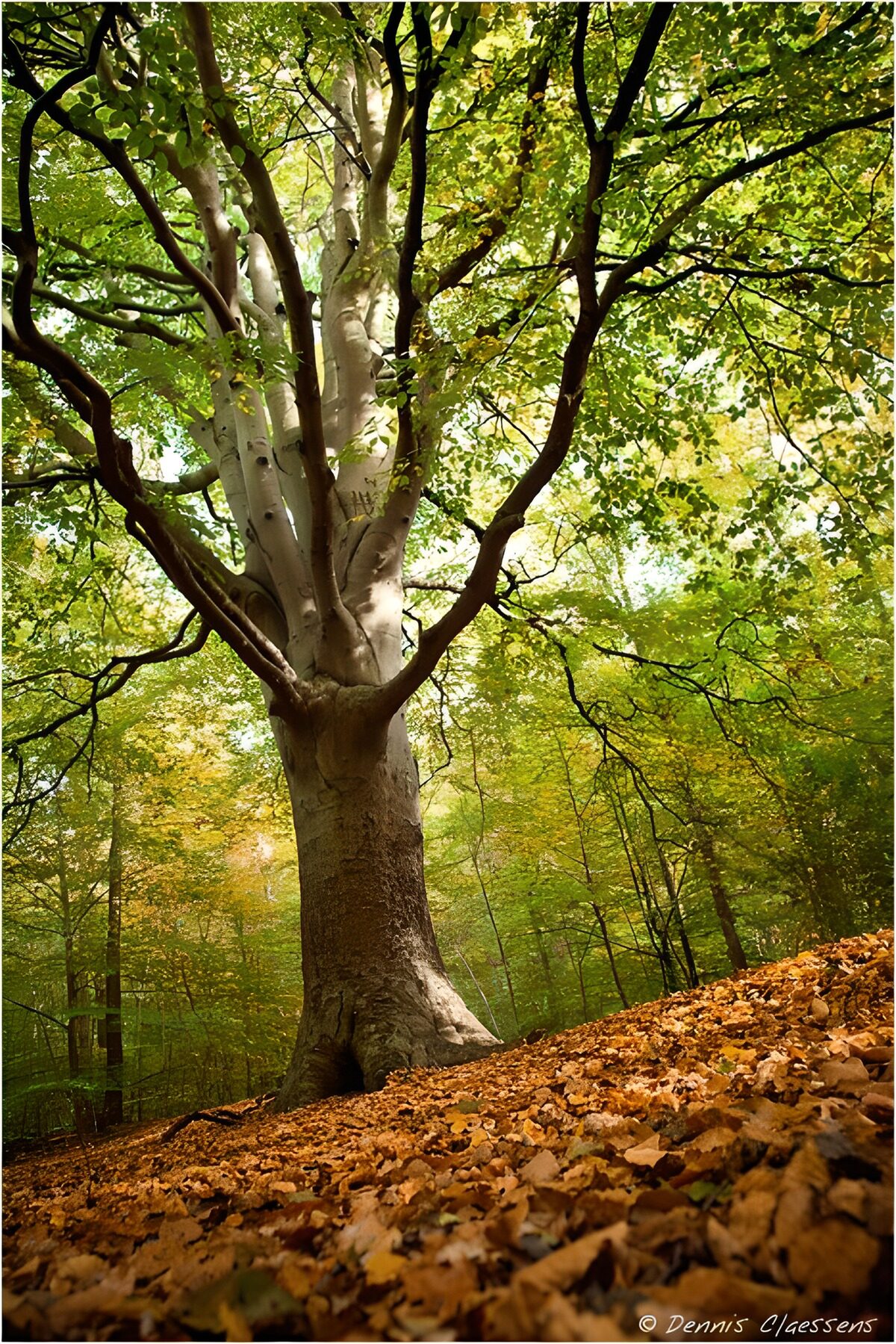 Arbre majestueux en automne