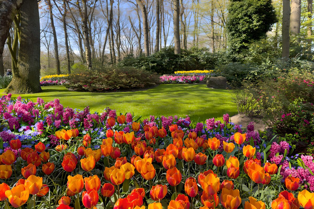TPFR21073: Jardin de fleurs colorées au printemps