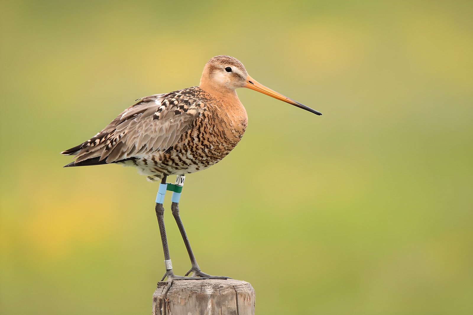 TPFR55966: Oiseau observé sur un poteau