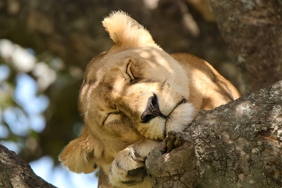 TPFR20993: Lionne reposant sur une branche
