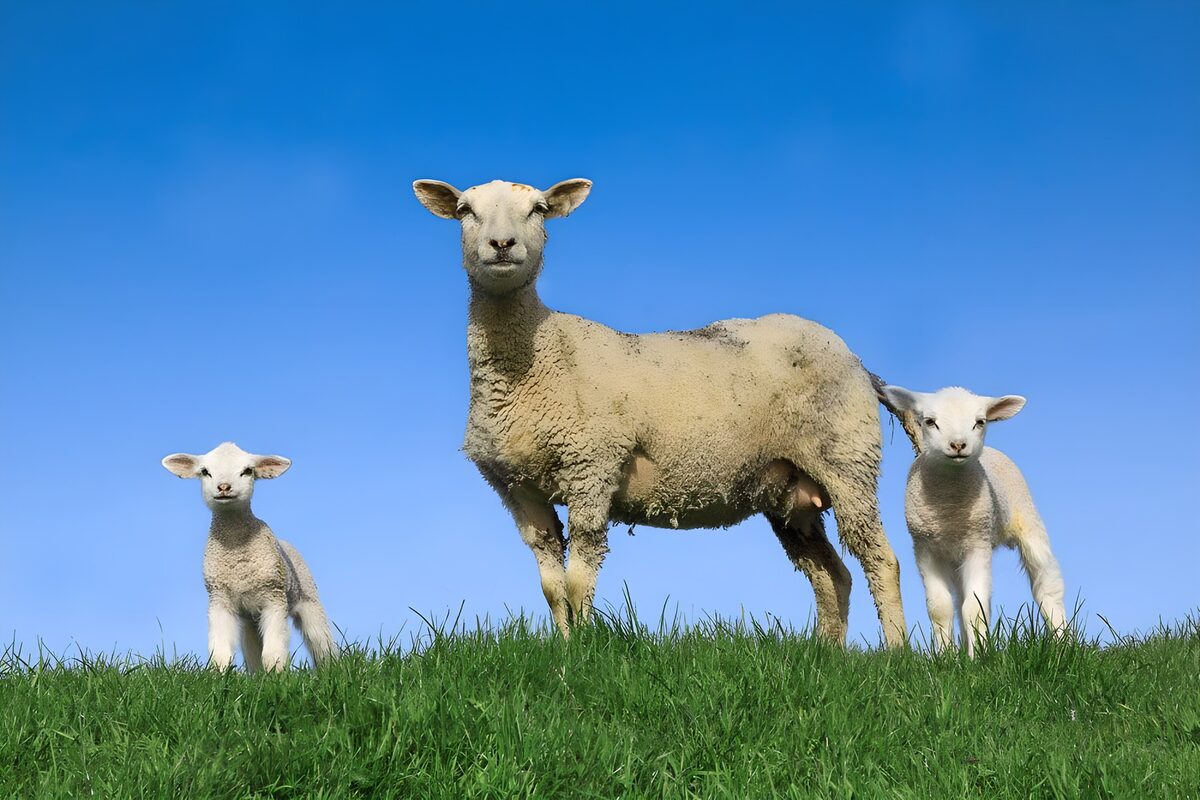 Moutons heureux sous le ciel bleu