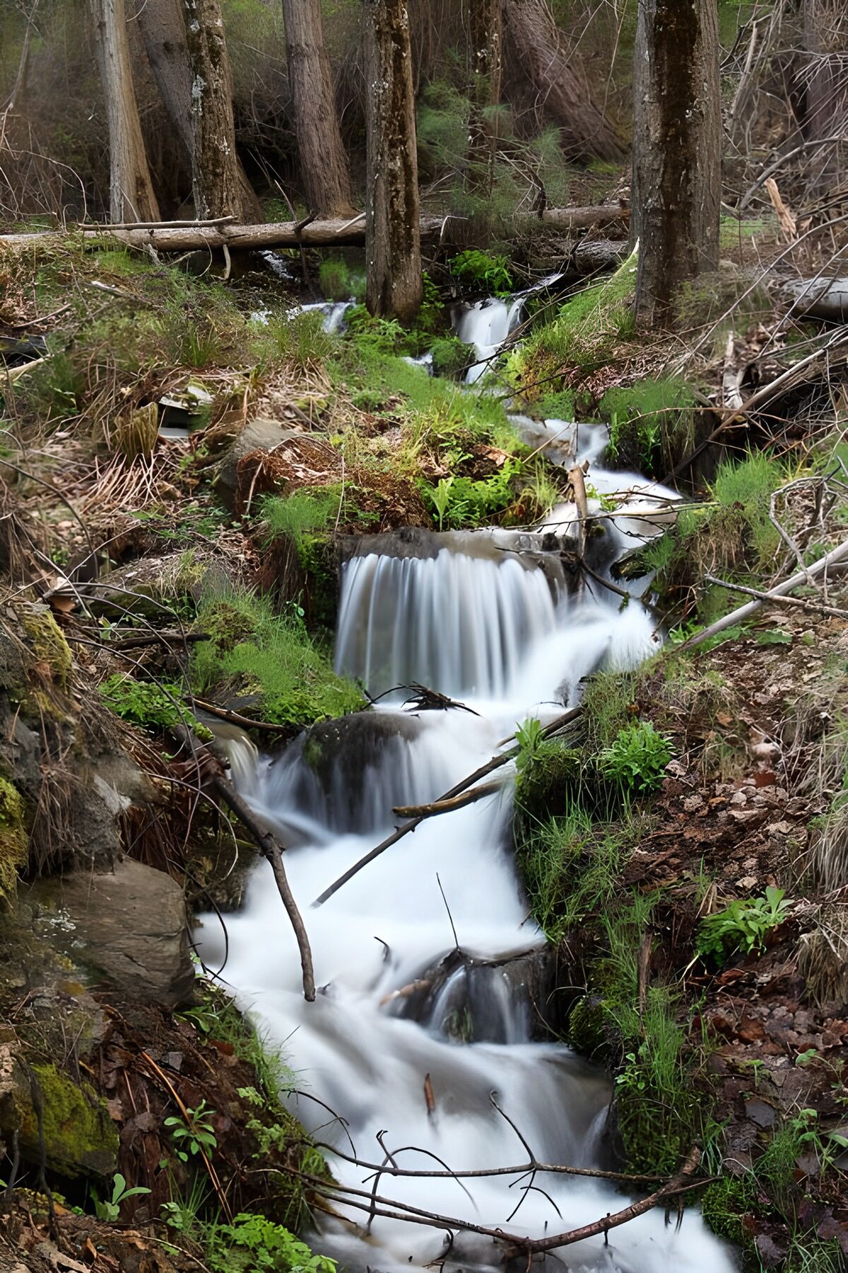 TPFR36489: Ruisseau paisible au coeur de la forêt