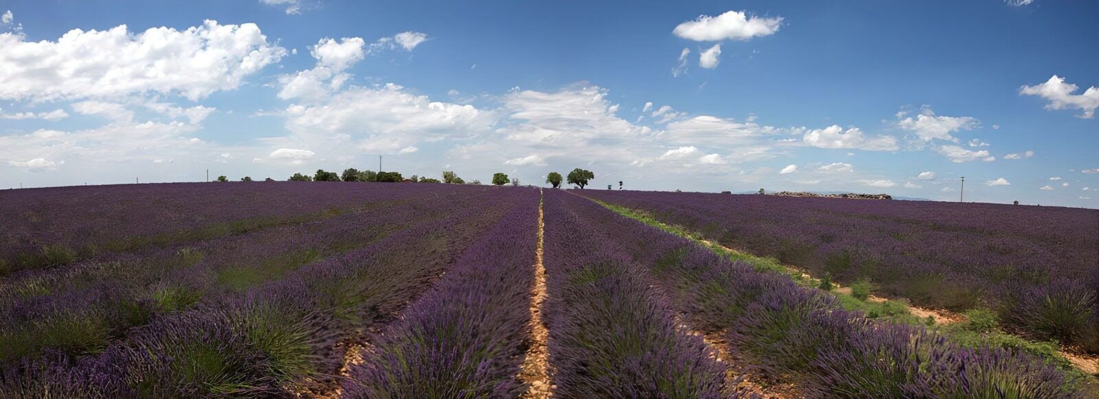 TPFR30918: Champs de lavande en Provence