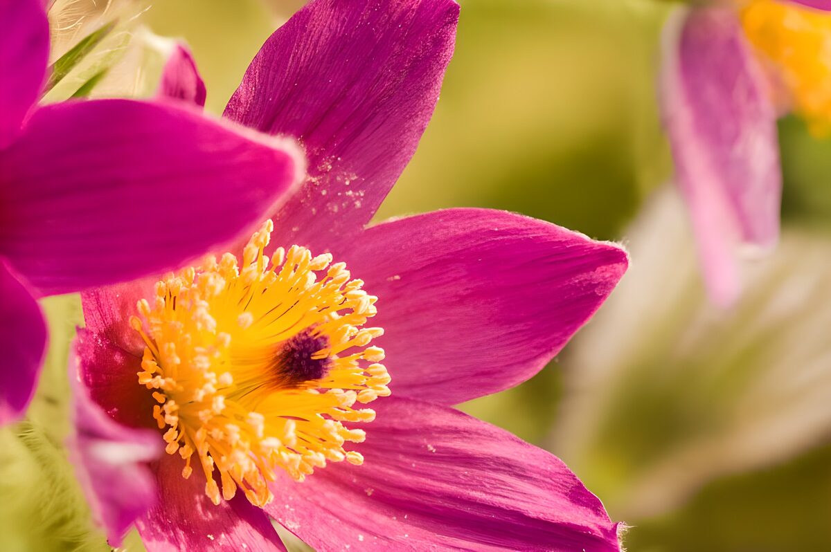 Photo de fleurs 158