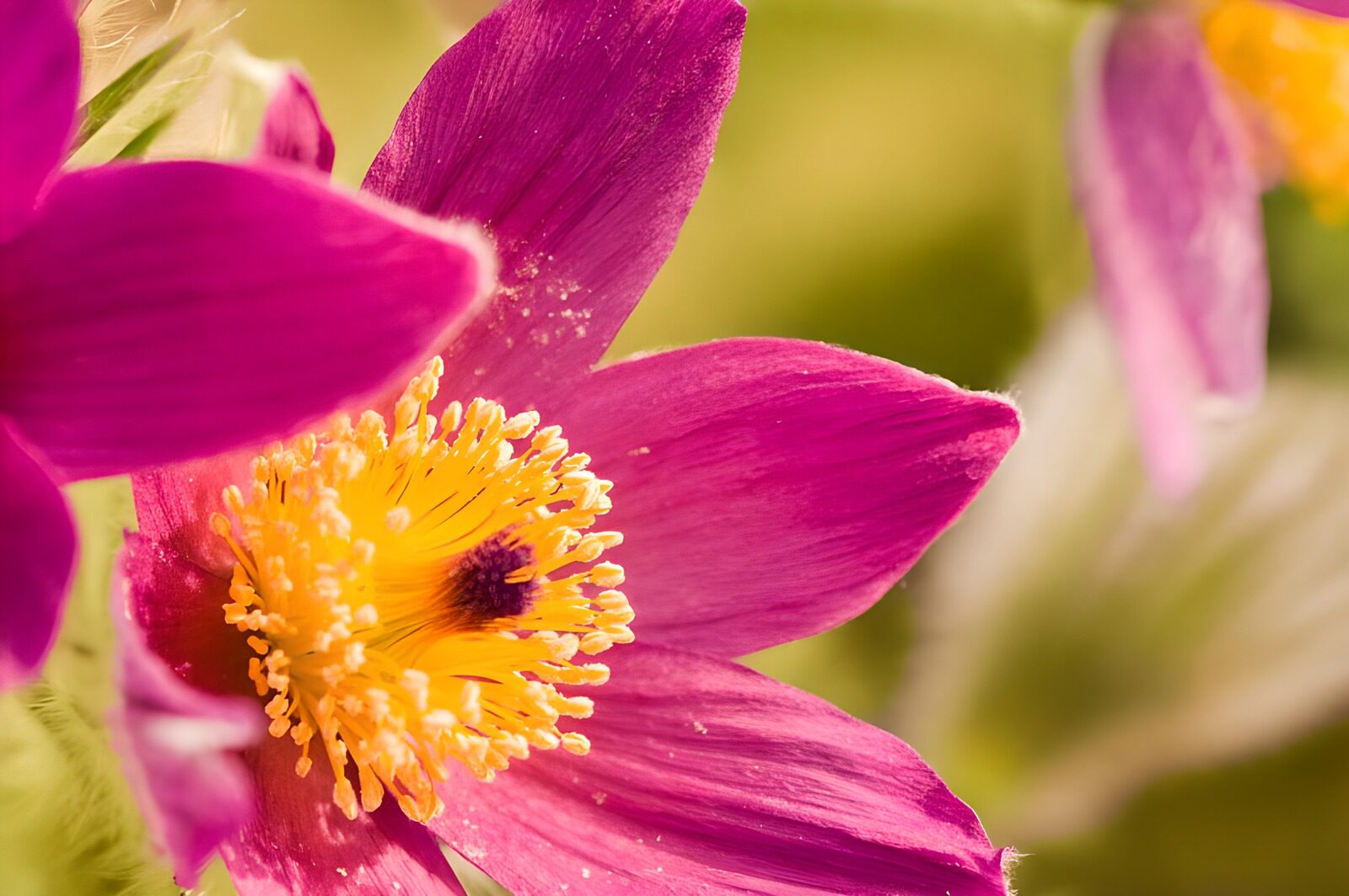 TPFR29194: Photo de fleurs 158