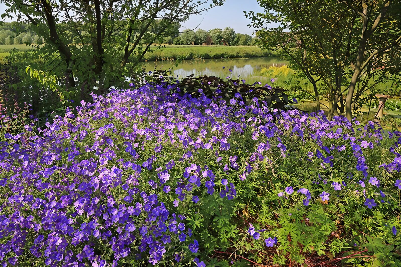 TPFR90864: Champ de fleurs violettes près de l'eau