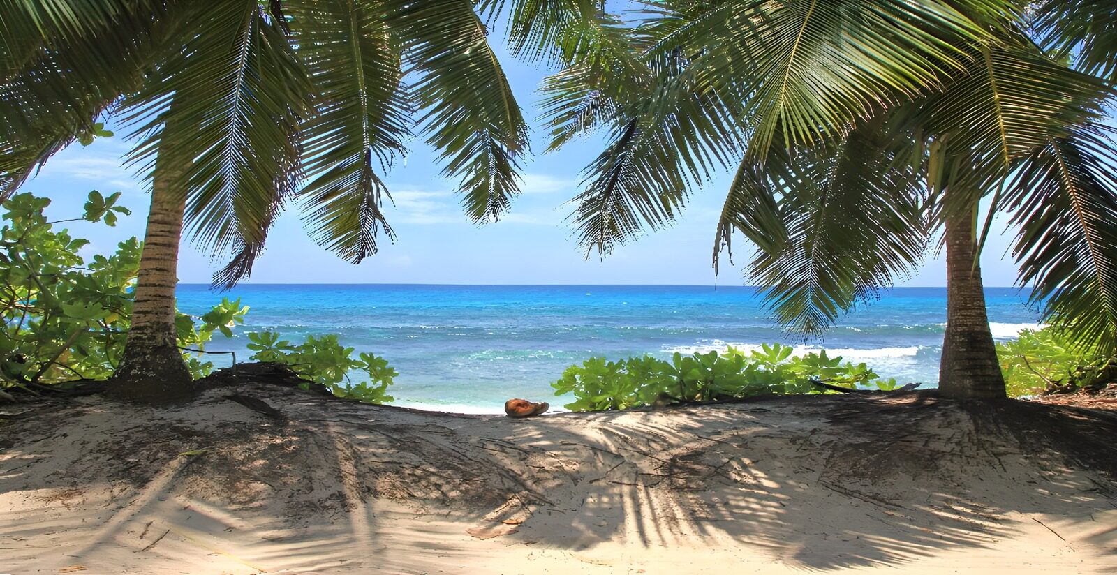 TPFR41611: Plage paradisiaque entre les palmiers