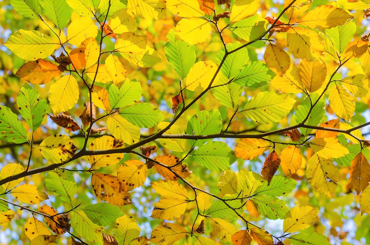 TPFR27538: Feuilles d'automne colorées