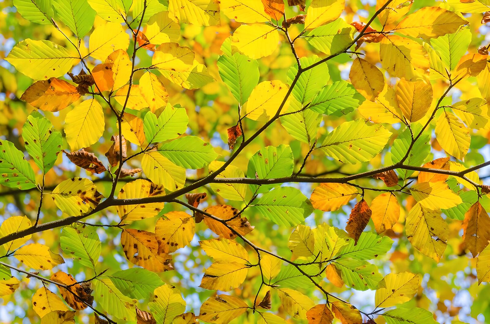 TPFR27538: Feuilles d'automne colorées