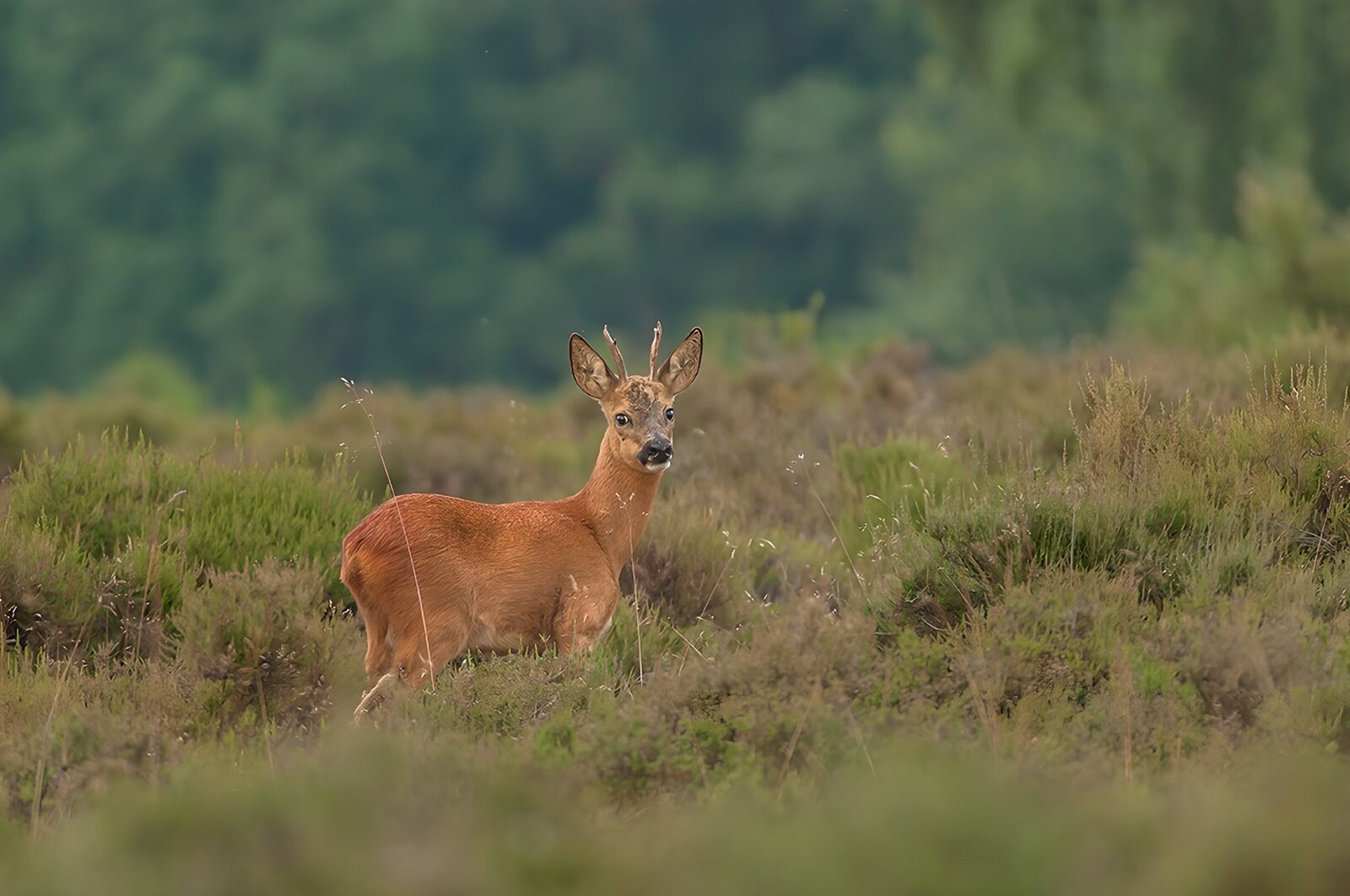 TPFR83157: Cerf s'éveillant dans la nature