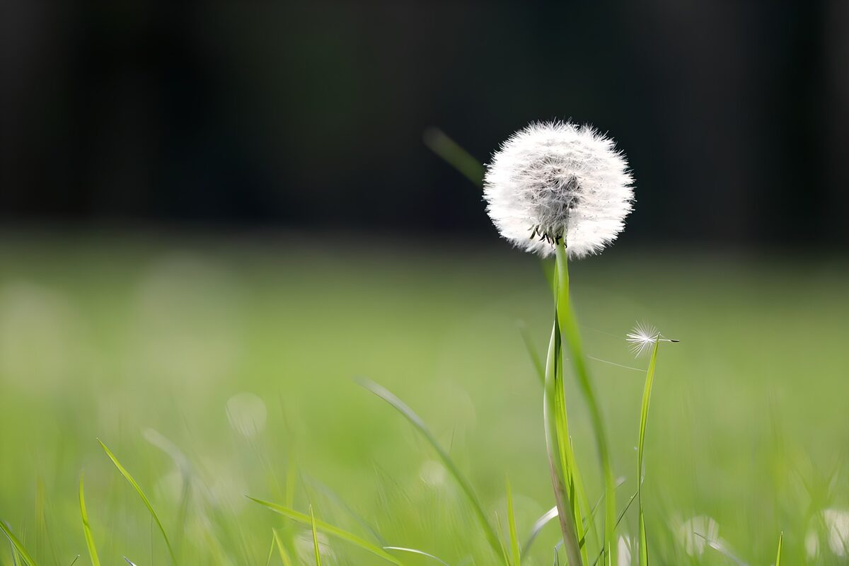 Pissenlit dans un champ ensoleillé