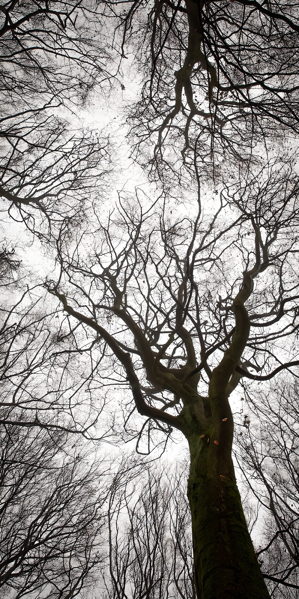TPFR91765: Branches d'un arbre sous un ciel gris