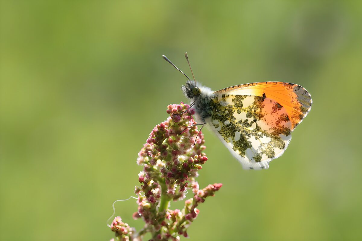 TPFR25887: Papillon sur une fleur colorée