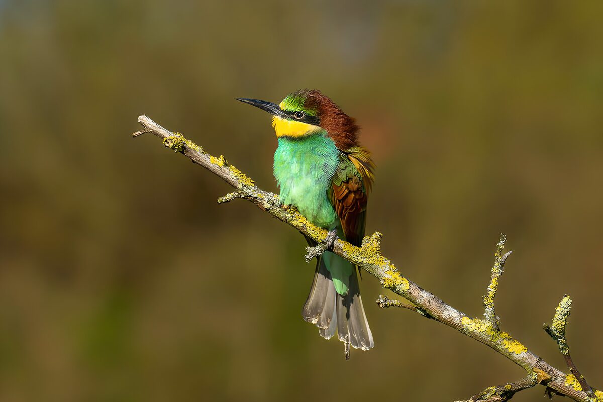 TPFR85110: Oiseau coloré sur une branche