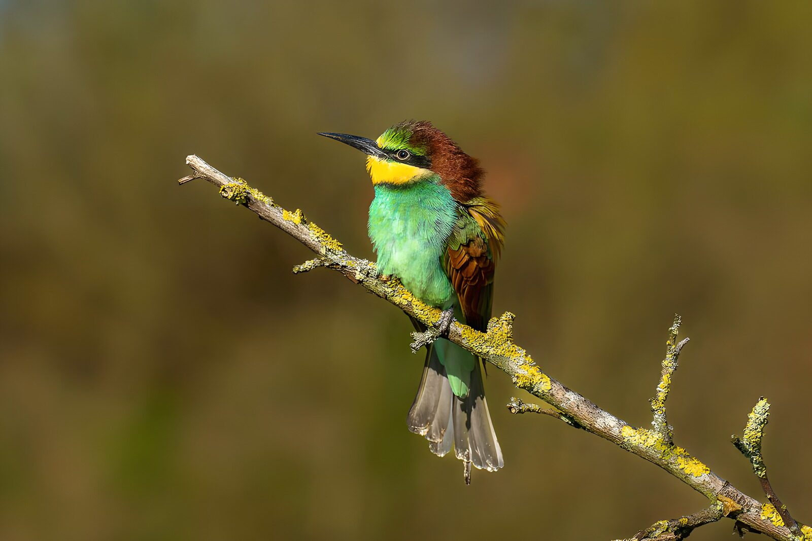 TPFR85110: Oiseau coloré sur une branche