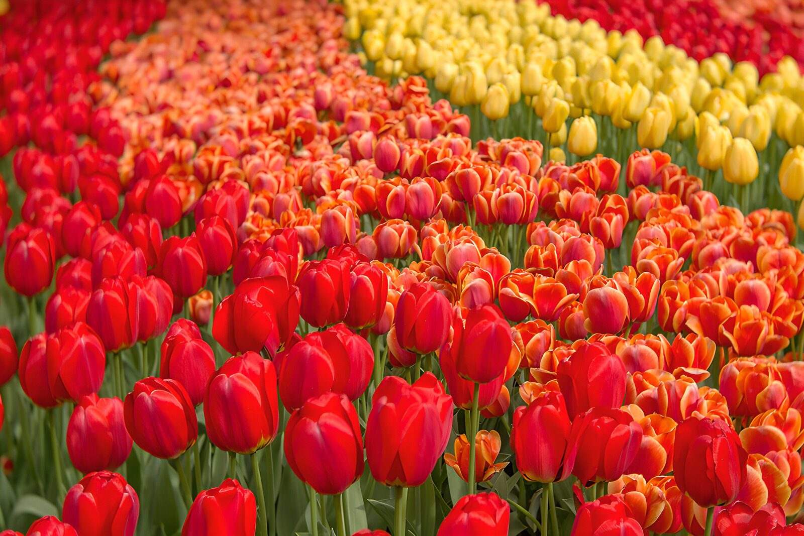 TPFR43069: Champ de tulipes en fleurs