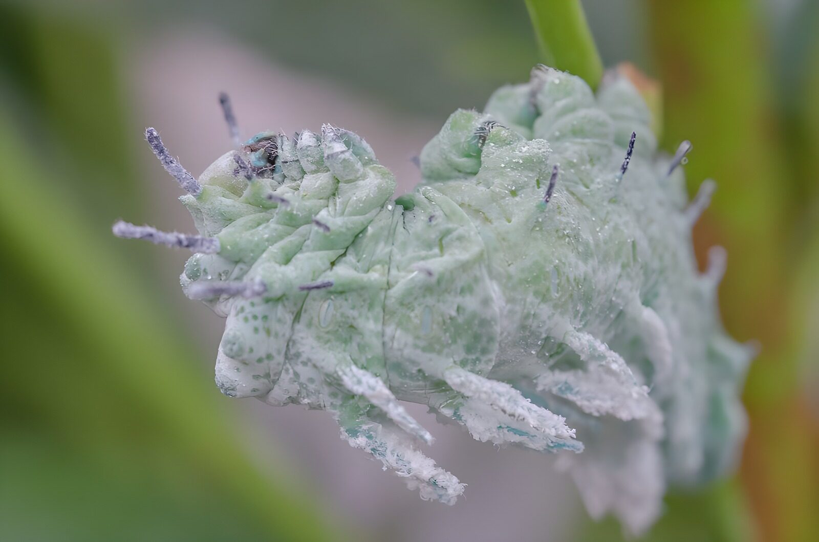 TPFR48061: Chenille fascinante sur une plante
