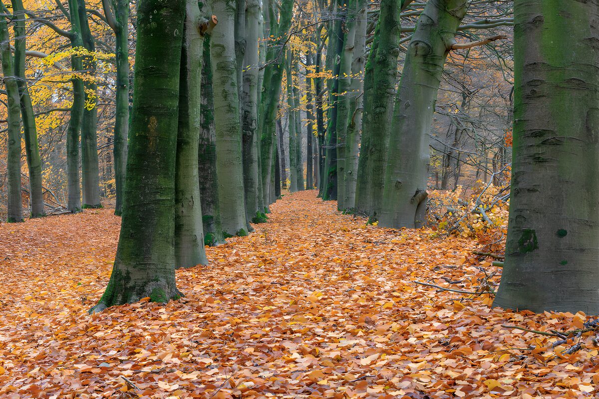 TPFR19091: Forêt d'automne aux feuilles dorées
