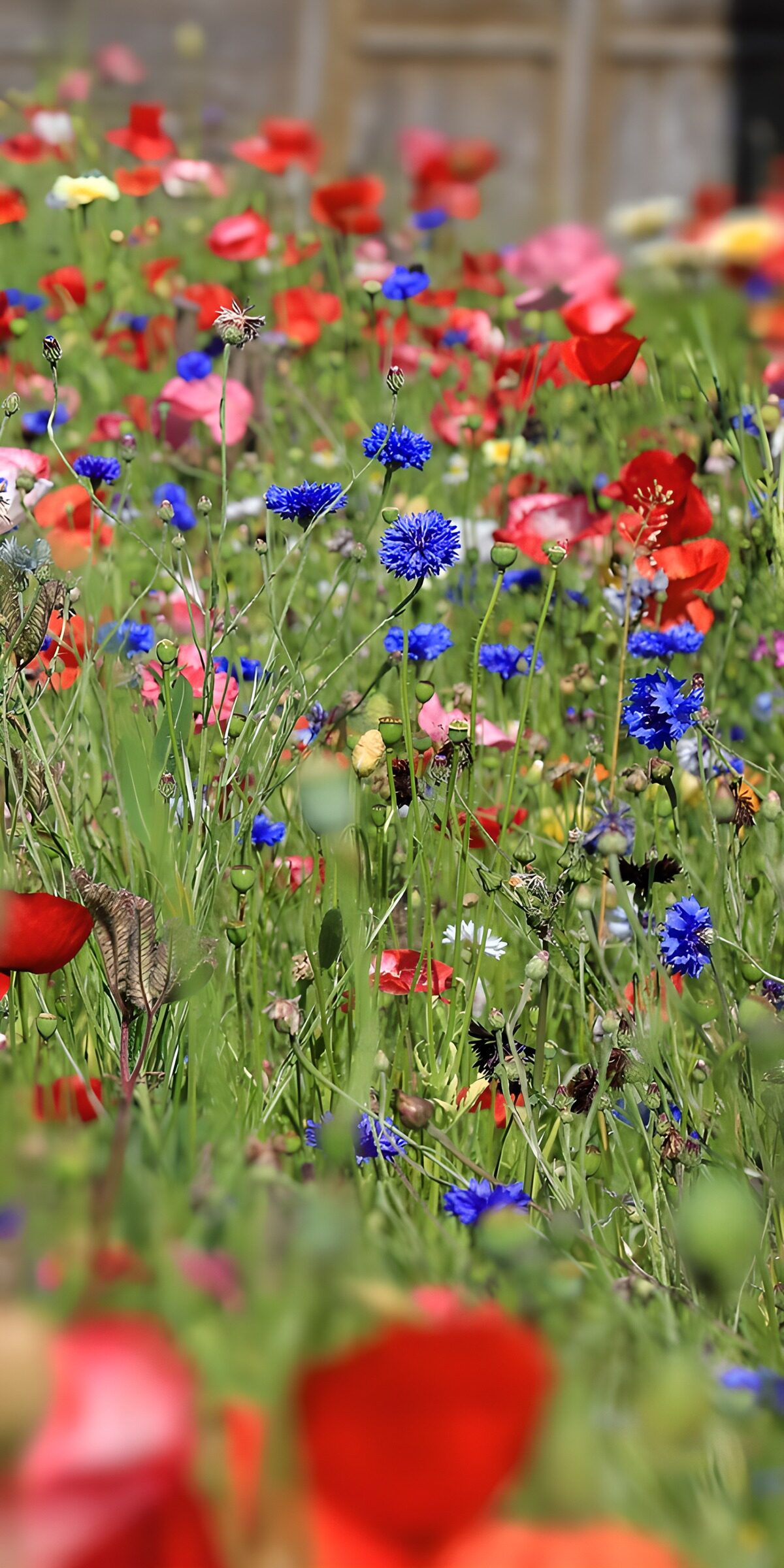 TPFR65781: Champs de Fleurs Multicolores