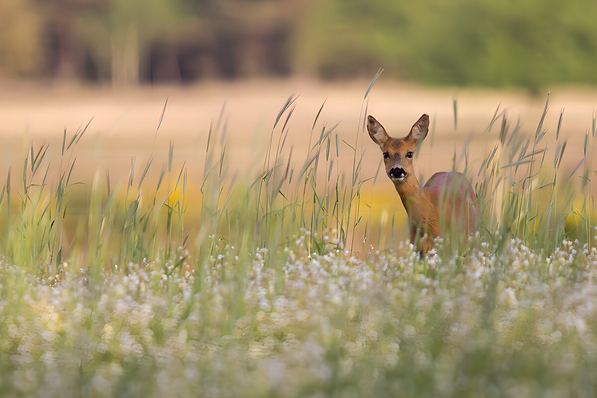 Un chevreuil curieux dans les fleurs