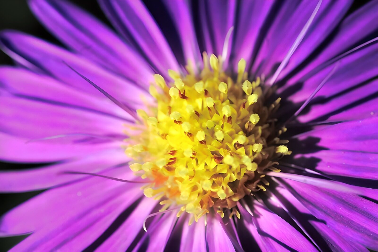 TPFR95566: Photo de fleurs 54