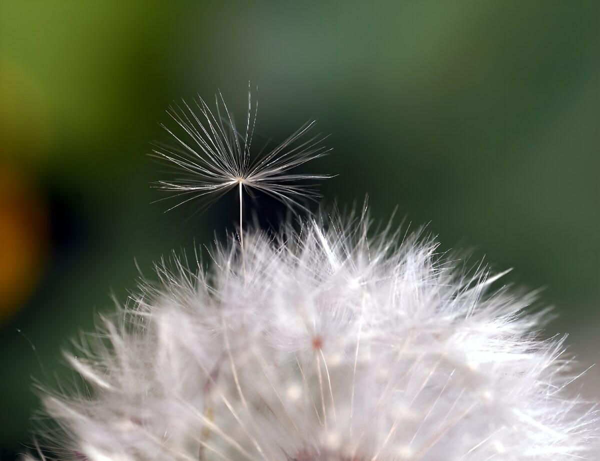 Photo de fleurs 43