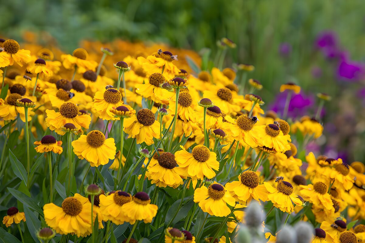 Champs de fleurs dorées en été