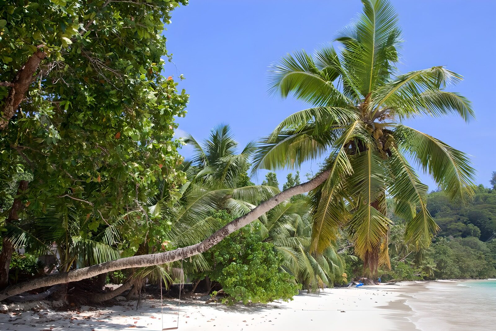 TPFR51782: Plage tropicale avec palmiers