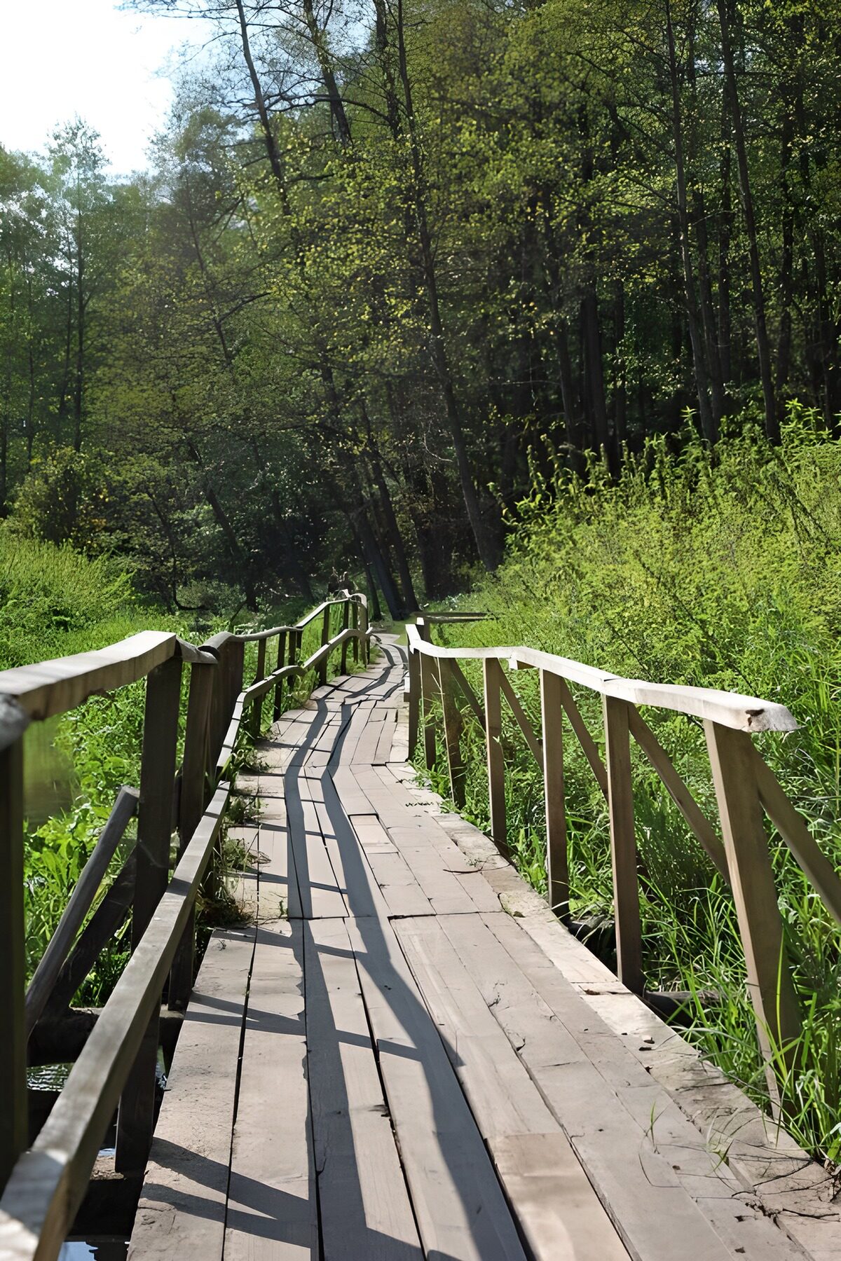 TPFR43802: Sentier paisible à travers la forêt