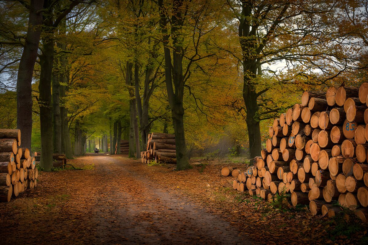 TPFR74018: Chemin bordé de troncs d'arbres
