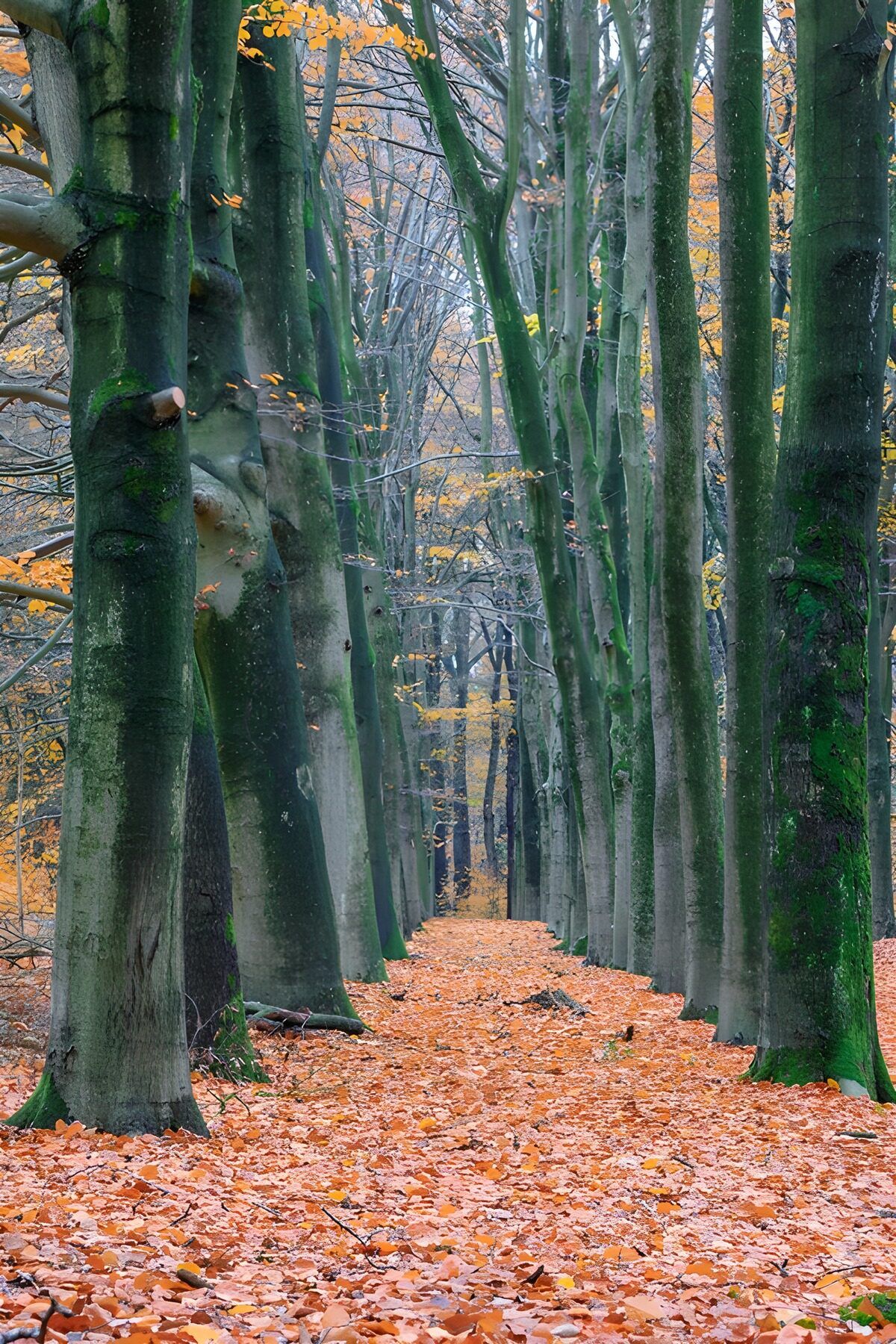 TPFR76517: Sentier forestier paré d'automne
