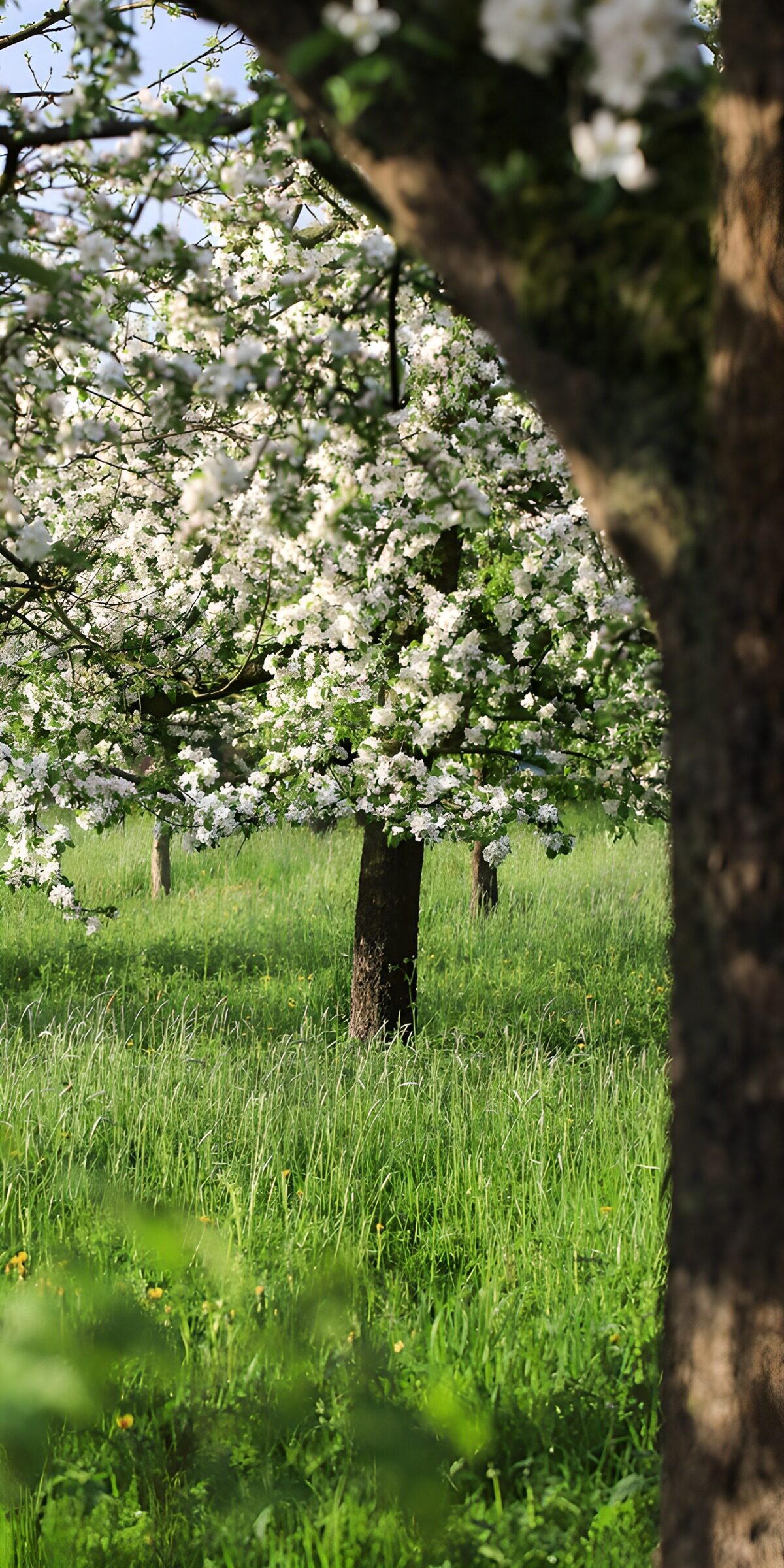 TPFR42261: Verger en fleurs au printemps
