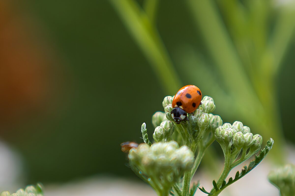 TPFR11646: Coccinelle sur bouton floral