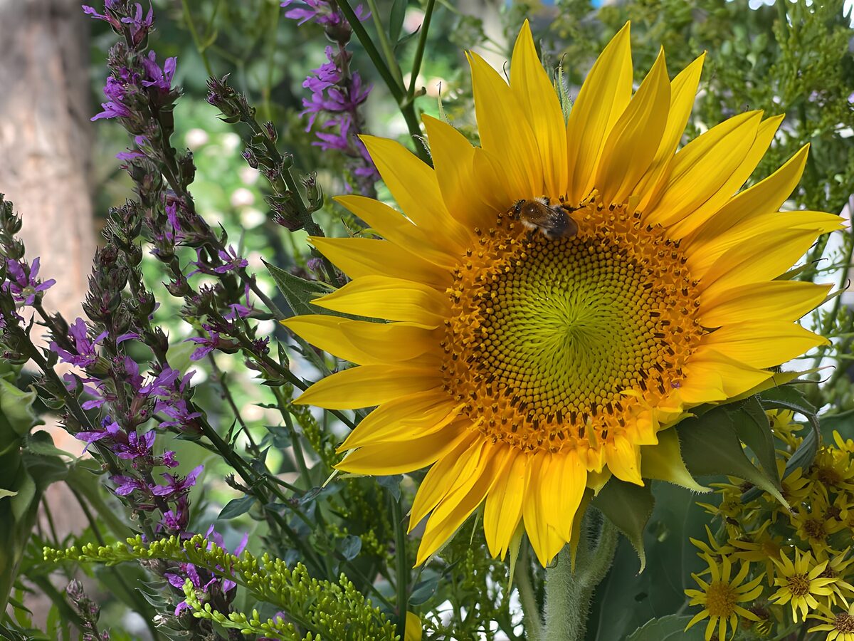 Tournesol et abeille dans un bouquet