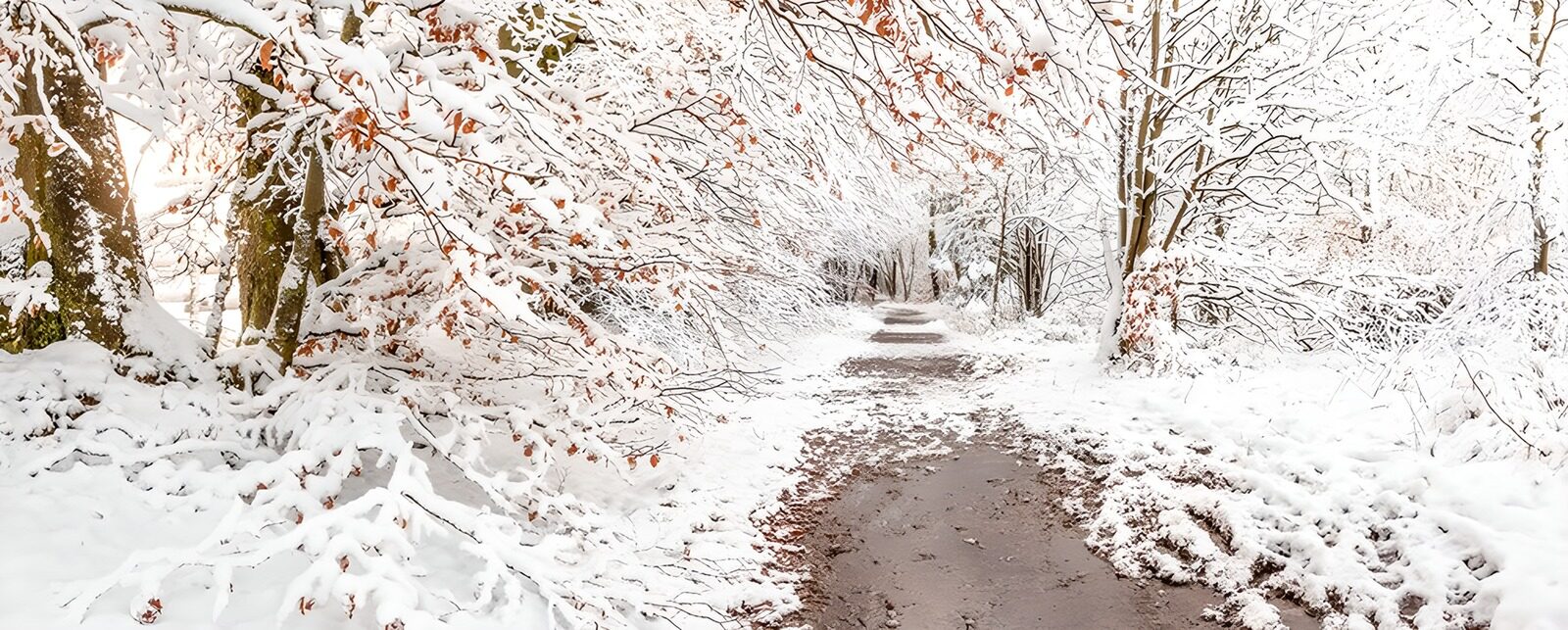 TPFR80858: Chemin enneigé sous les arbres