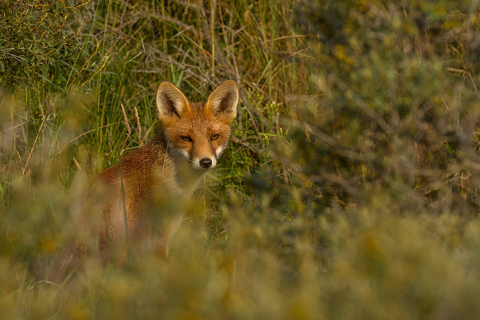 TPFR96297: Renard observant son environnement