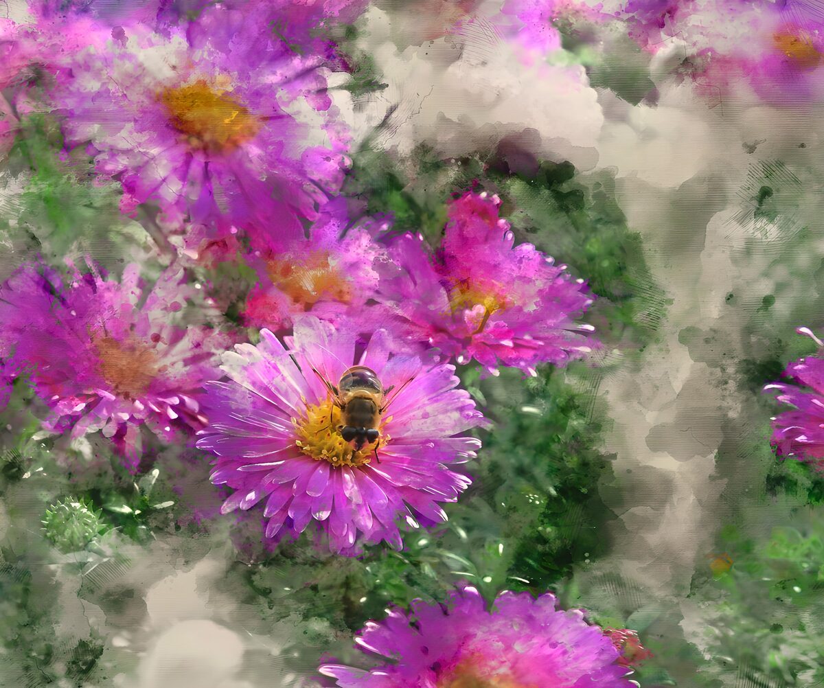 TPFR47502: Abeille sur fleurs violettes