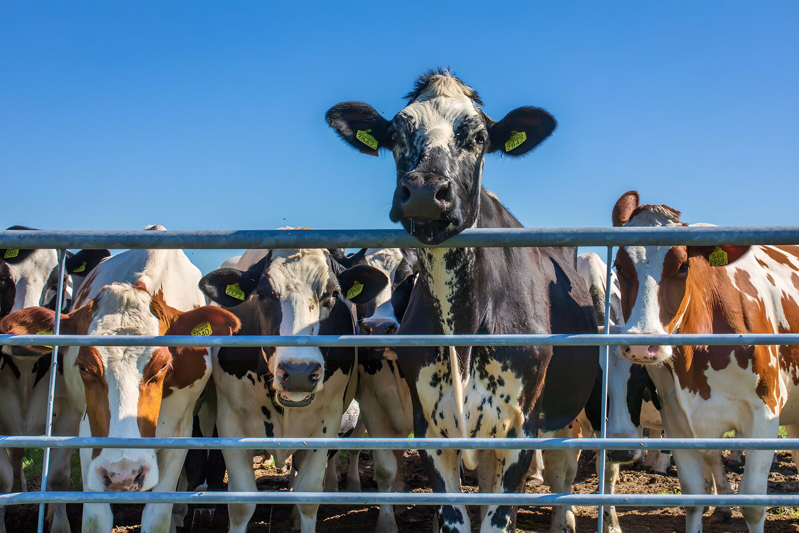 TPFR17665: Vaches curieuses derrière la barrière