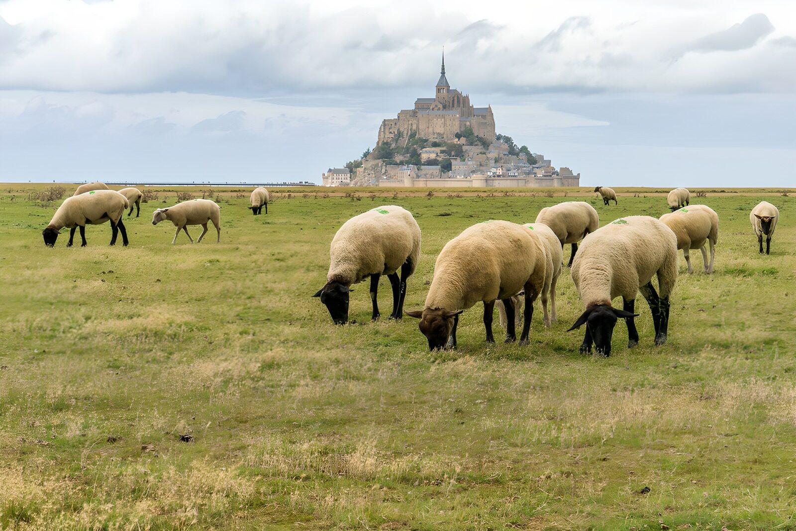 TPFR89088: Moutons paissant près du Mont Saint-Michel