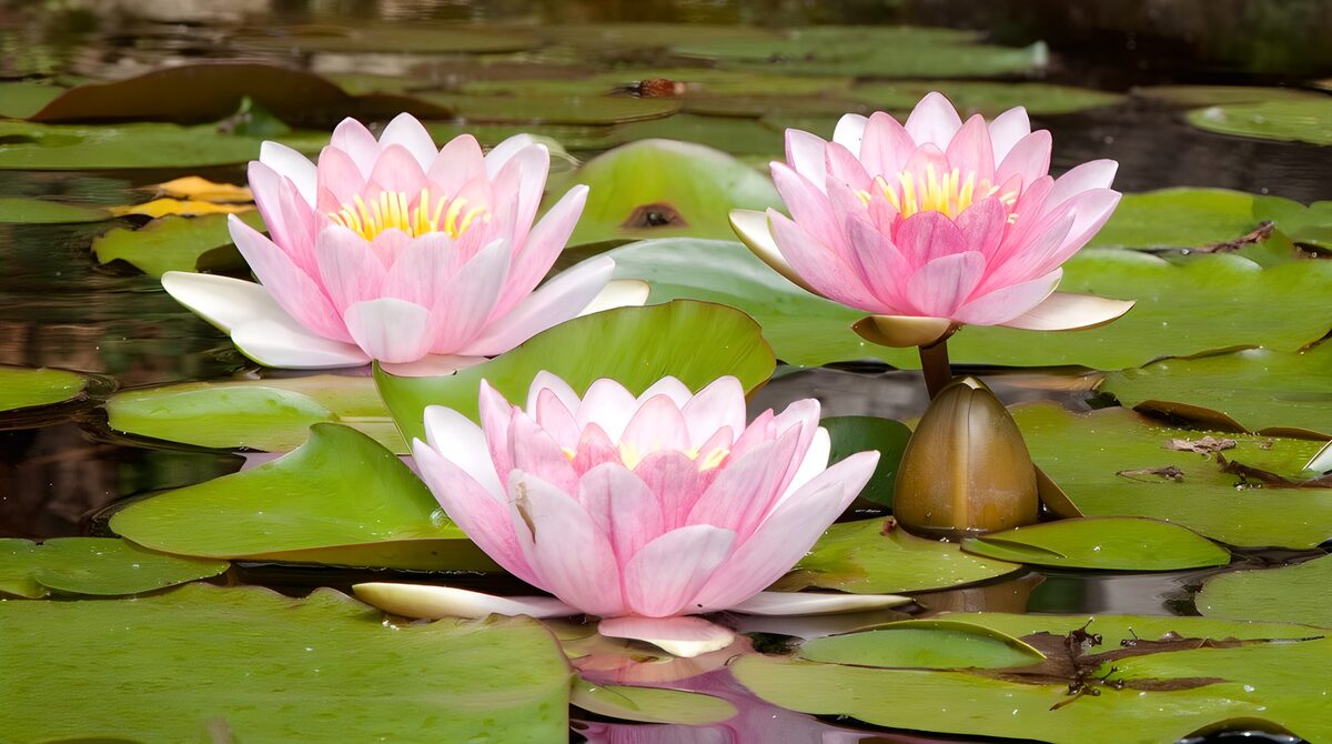 Nénuphars flottants au bord de l'eau