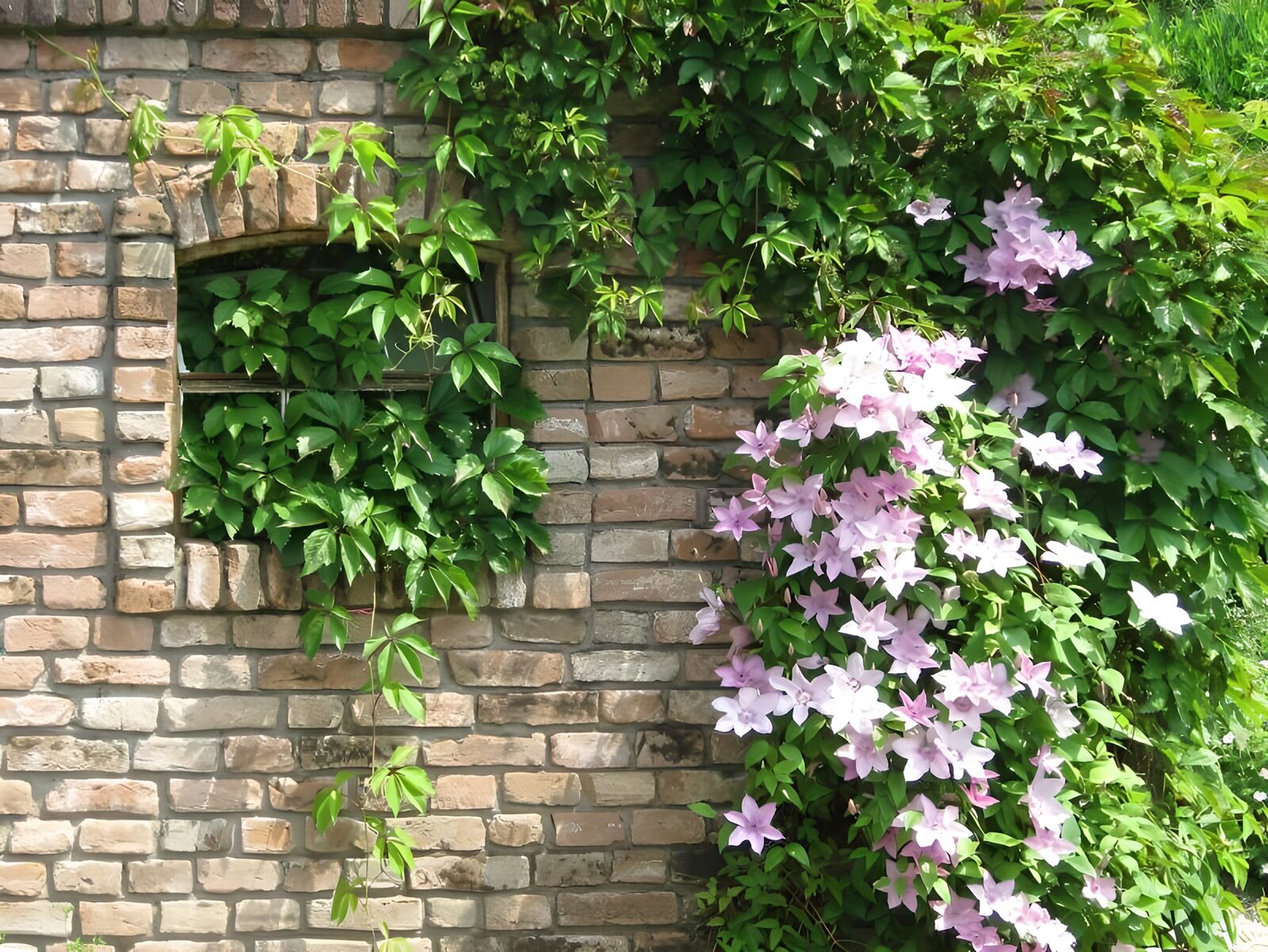 TPFR66582: Vieux mur serti de plantes grimpantes et de fleurs