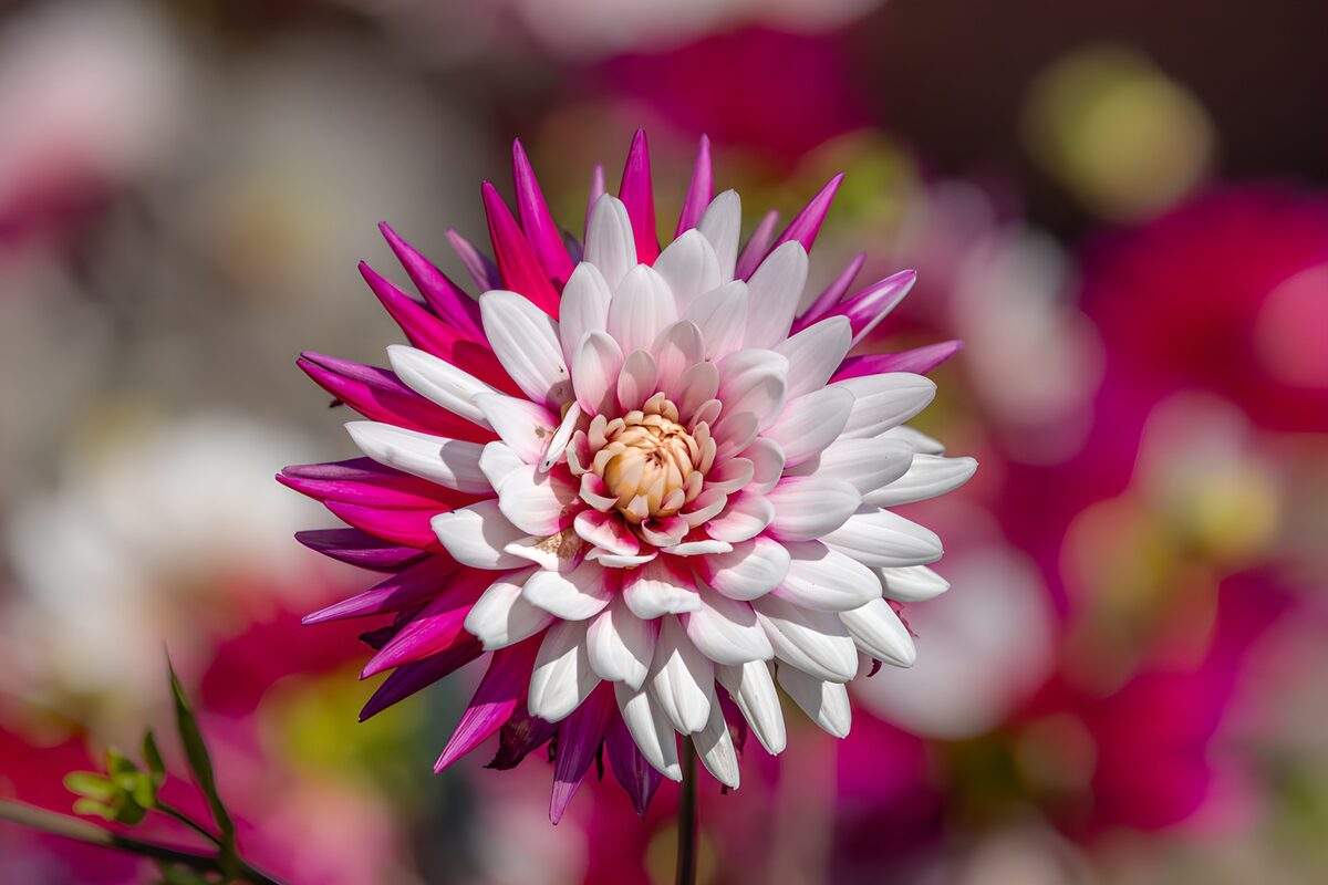 TPFR19426: Fleur colorée en pleine floraison