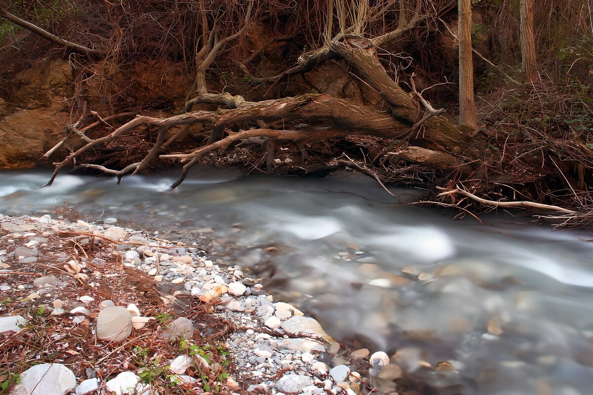 TPFR88479: Rivière paisible entourée de branches