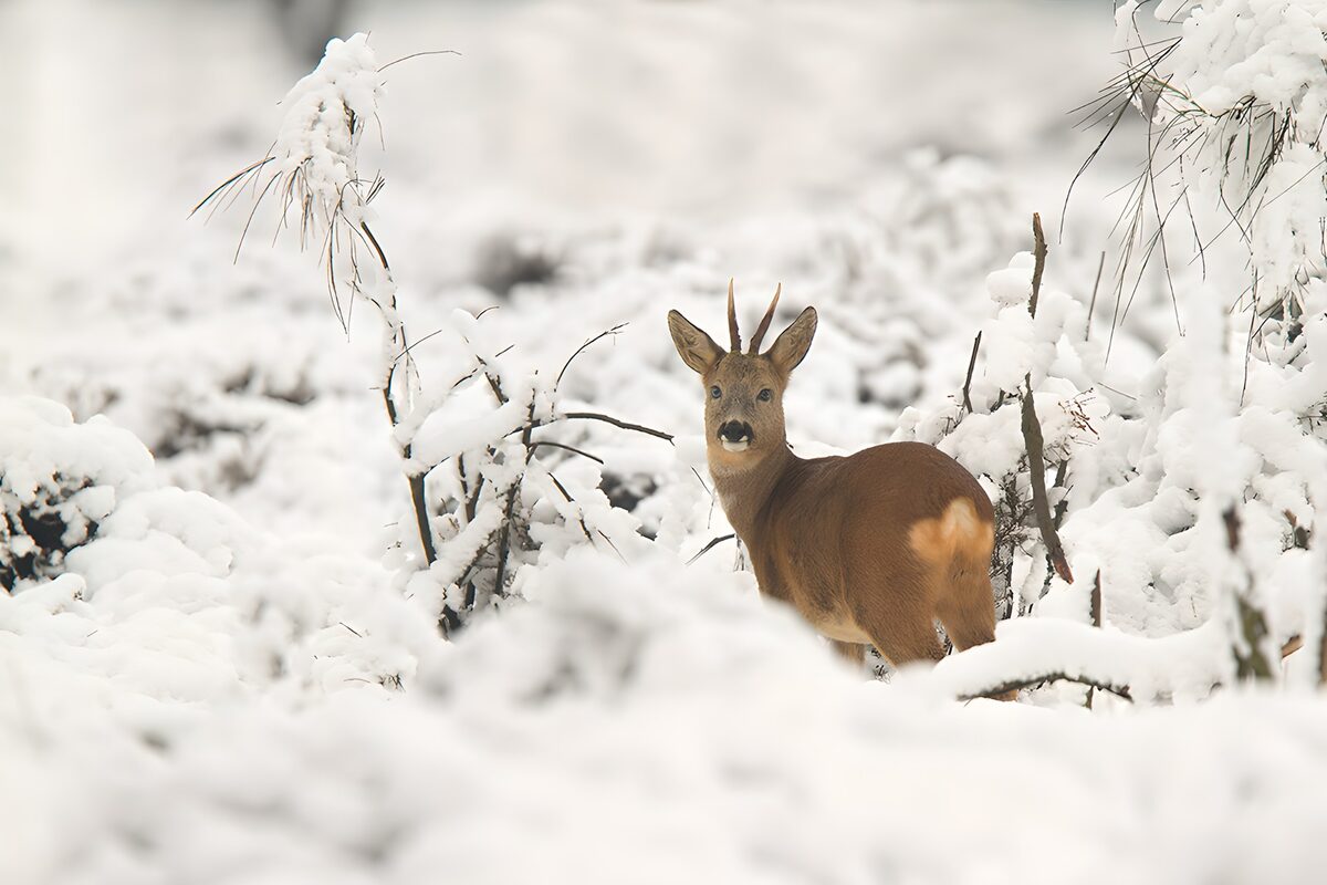 TPFR63494: Faon dans la neige brillante