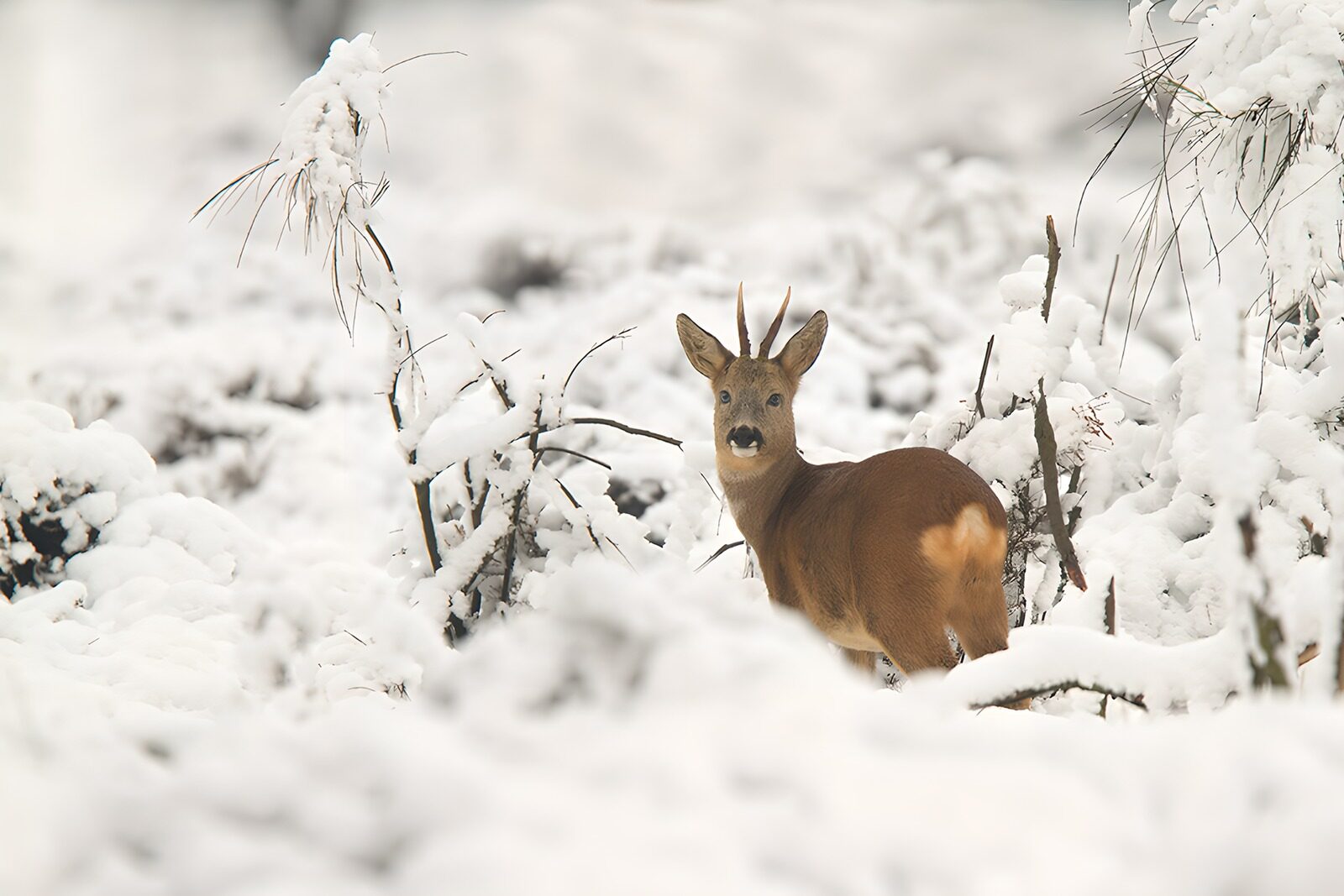 TPFR63494: Faon dans la neige brillante
