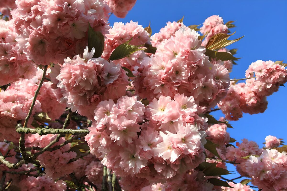 Fleurs de cerisier en pleine floraison